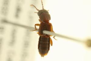  (Achenomorphus corticinus - BIOUG02028-E07)  @14 [ ] CreativeCommons - Attribution (2012) CBG Photography Group Centre for Biodiversity Genomics