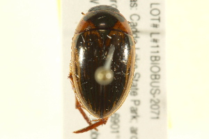  ( - BIOUG02030-B10)  @13 [ ] CreativeCommons - Attribution (2012) CBG Photography Group Centre for Biodiversity Genomics