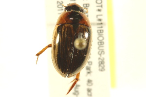  ( - BIOUG02030-B11)  @13 [ ] CreativeCommons - Attribution (2012) CBG Photography Group Centre for Biodiversity Genomics