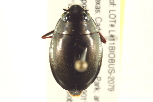  (Dineutus emarginatus - BIOUG02030-D02)  @13 [ ] CreativeCommons - Attribution (2012) CBG Photography Group Centre for Biodiversity Genomics