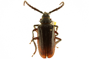  (Prionus californicus - BIOUG02007-B06)  @14 [ ] CreativeCommons - Attribution (2012) CBG Photography Group Centre for Biodiversity Genomics