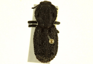  (Phloeodes - BIOUG02009-H06)  @13 [ ] CreativeCommons - Attribution (2012) CBG Photography Group Centre for Biodiversity Genomics