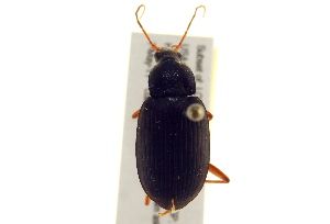  (Chlaenius laticollis - BIOUG02010-E02)  @13 [ ] CreativeCommons - Attribution (2012) CBG Photography Group Centre for Biodiversity Genomics