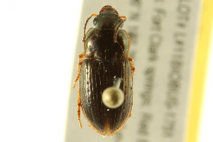  (Selenophorus famulus - BIOUG02011-D09)  @13 [ ] CreativeCommons - Attribution (2012) CBG Photography Group Centre for Biodiversity Genomics