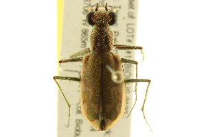  (Ellipsoptera blanda - BIOUG02015-E06)  @14 [ ] CreativeCommons - Attribution (2012) CBG Photography Group Centre for Biodiversity Genomics