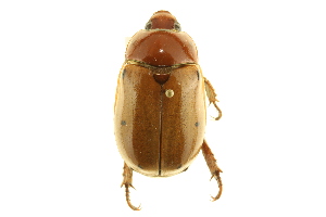  (Pelidnota punctata - BIOUG02023-D07)  @14 [ ] CreativeCommons - Attribution (2012) CBG Photography Group Centre for Biodiversity Genomics