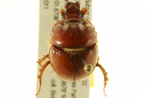  (Bolbocerastes serratus - BIOUG02023-H08)  @14 [ ] CreativeCommons - Attribution (2012) CBG Photography Group Centre for Biodiversity Genomics