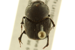  ( - BIOUG02024-A11)  @12 [ ] CreativeCommons - Attribution (2012) CBG Photography Group Centre for Biodiversity Genomics