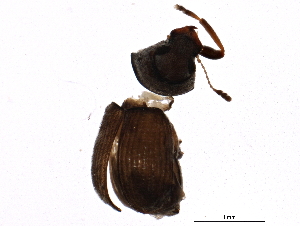  ( - BIOUG01840-B09)  @12 [ ] CreativeCommons - Attribution (2012) CBG Photography Group Centre for Biodiversity Genomics