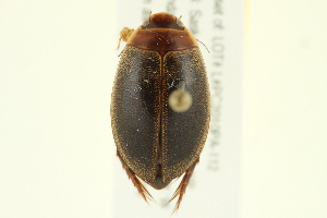  (Graphoderus liberus - 10PCCOL-1206)  @14 [ ] CreativeCommons - Attribution (2010) CBG Photography Group Centre for Biodiversity Genomics
