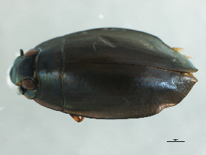  ( - BIOUG00671-B01)  @13 [ ] CreativeCommons - Attribution (2011) CBG Photography Group Centre for Biodiversity Genomics