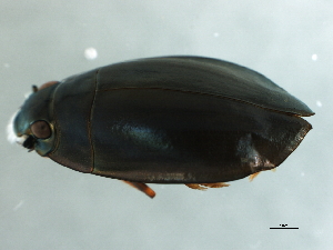  ( - BIOUG00671-B02)  @12 [ ] CreativeCommons - Attribution (2011) CBG Photography Group Centre for Biodiversity Genomics