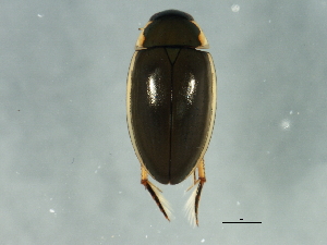  ( - BIOUG00671-C05)  @13 [ ] CreativeCommons - Attribution (2011) CBG Photography Group Centre for Biodiversity Genomics