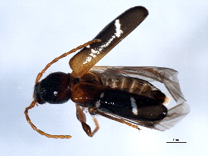  (Phymatodes nitidus - 10PCCOL-0310)  @13 [ ] CreativeCommons - Attribution (2010) CBG Photography Group Centre for Biodiversity Genomics