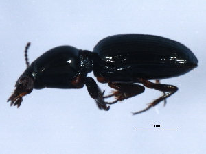  (Dyschirius pacificus - 10PCCOL-0323)  @13 [ ] CreativeCommons - Attribution (2010) CBG Photography Group Centre for Biodiversity Genomics