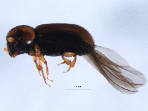  ( - 10PCCOL-0330)  @12 [ ] CreativeCommons - Attribution (2010) CBG Photography Group Centre for Biodiversity Genomics