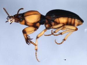  (Akephorus - 10PCCOL-0336)  @14 [ ] CreativeCommons - Attribution (2010) CBG Photography Group Centre for Biodiversity Genomics