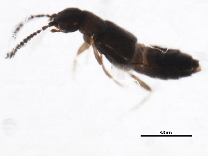  (Atheta pseudopittioni - 10PCCOL-0369)  @12 [ ] CreativeCommons - Attribution (2010) CBG Photography Group Centre for Biodiversity Genomics