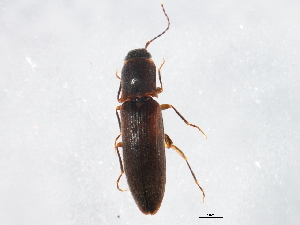  (Dalopius spretus - 10PCCOL-0538)  @13 [ ] CreativeCommons - Attribution (2010) CBG Photography Group Centre for Biodiversity Genomics