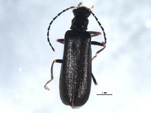  (Dichelotarsus laevicollis - 10PCCOL-0636)  @14 [ ] CreativeCommons - Attribution (2010) CBG Photography Group Centre for Biodiversity Genomics