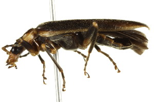  (Podabrus intrusus - PCPP10-0019)  @14 [ ] CreativeCommons - Attribution (2010) CBG Photography Group Centre for Biodiversity Genomics