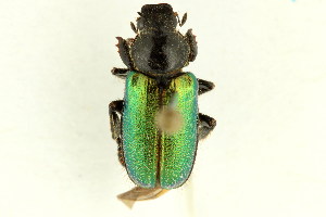  (Dichelonyx backii - 10PCCOL-0841)  @14 [ ] CreativeCommons - Attribution (2010) CBG Photography Group Centre for Biodiversity Genomics