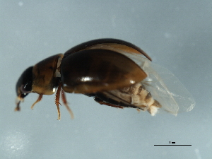  ( - 09BBECO-0305)  @12 [ ] CreativeCommons - Attribution (2010) CBG Photography Group Centre for Biodiversity Genomics