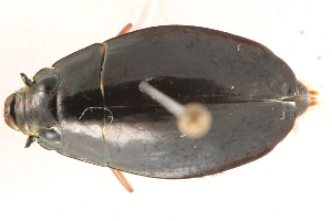  (Dineutus discolor - 09BBECO-0140)  @14 [ ] CreativeCommons - Attribution (2010) CBG Photography Group Centre for Biodiversity Genomics