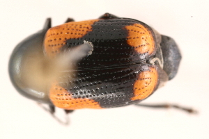  (Cryptocephalus notatus - 09BBECO-0210)  @14 [ ] CreativeCommons - Attribution (2010) CBG Photography Group Centre for Biodiversity Genomics