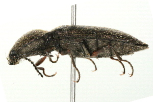  (Setasomus nitidulus - 09BBECO-0155)  @14 [ ] CreativeCommons - Attribution (2010) CBG Photography Group Centre for Biodiversity Genomics