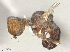  ( - 10BBCDIP-1055)  @11 [ ] CreativeCommons - Attribution Share - Alike (2025) CBG Photography Group Centre for Biodiversity Genomics