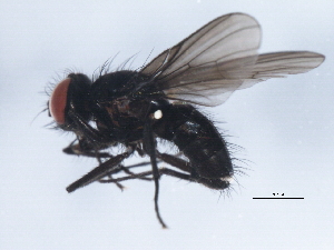  ( - 10BBCDIP-0720)  @13 [ ] CreativeCommons - Attribution (2010) CBG Photography Group Centre for Biodiversity Genomics