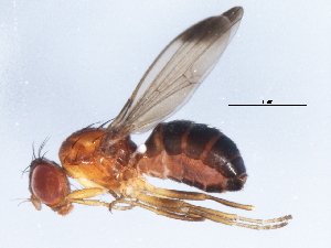  (Mycetaulus bipunctatus group - 10BBCDIP-0726)  @14 [ ] CreativeCommons - Attribution (2010) CBG Photography Group Centre for Biodiversity Genomics