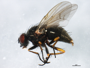  ( - 10BBCDIP-0968)  @13 [ ] CreativeCommons - Attribution (2010) CBG Photography Group Centre for Biodiversity Genomics