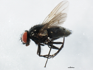  ( - 10BBCDIP-1098)  @13 [ ] CreativeCommons - Attribution (2010) CBG Photography Group Centre for Biodiversity Genomics