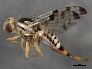  ( - 10BBCDIP-1219)  @13 [ ] CreativeCommons - Attribution (2010) CBG Photography Group Centre for Biodiversity Genomics