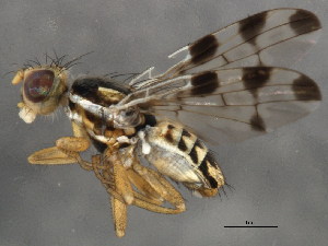  ( - 10BBCDIP-1221)  @13 [ ] CreativeCommons - Attribution (2010) CBG Photography Group Centre for Biodiversity Genomics