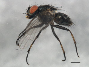  ( - 10BBCDIP-1257)  @12 [ ] CreativeCommons - Attribution (2010) CBG Photography Group Centre for Biodiversity Genomics