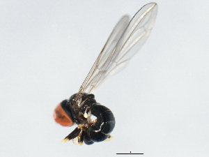  ( - 10BBCDIP-1326)  @12 [ ] CreativeCommons - Attribution (2010) CBG Photography Group Centre for Biodiversity Genomics
