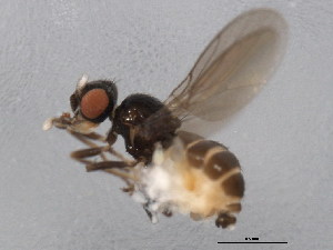  ( - 10BBCDIP-1499)  @13 [ ] CreativeCommons - Attribution (2010) CBG Photography Group Centre for Biodiversity Genomics