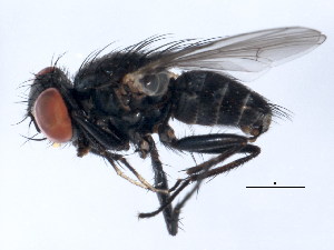  ( - 10BBCDIP-1355)  @13 [ ] CreativeCommons - Attribution (2010) CBG Photography Group Centre for Biodiversity Genomics