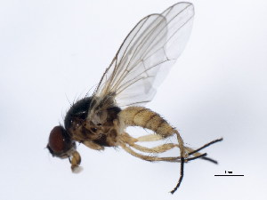  ( - 10BBCDIP-1380)  @13 [ ] CreativeCommons - Attribution (2010) CBG Photography Group Centre for Biodiversity Genomics