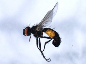  ( - 10BBCDIP-1397)  @13 [ ] CreativeCommons - Attribution (2010) CBG Photography Group Centre for Biodiversity Genomics