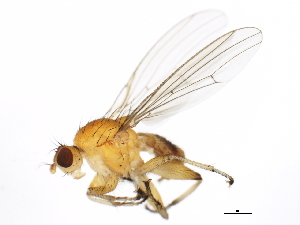  (Suillia convergens - 10BBCDIP-0118)  @14 [ ] CreativeCommons - Attribution (2010) CBG Photography Group Centre for Biodiversity Genomics