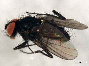  ( - 10BBCDIP-0229)  @12 [ ] CreativeCommons - Attribution (2010) CBG Photography Group Centre for Biodiversity Genomics
