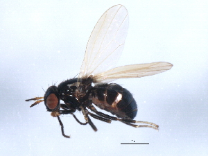  ( - 10BBCDIP-0377)  @13 [ ] CreativeCommons - Attribution (2010) CBG Photography Group Centre for Biodiversity Genomics