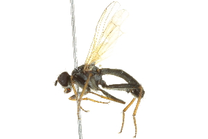  ( - 10BBCDIP-1861)  @13 [ ] CreativeCommons - Attribution (2010) CBG Photography Group Centre for Biodiversity Genomics
