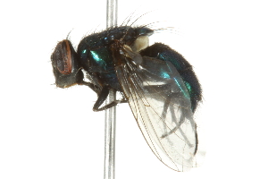  ( - 10BBCDIP-2006)  @12 [ ] CreativeCommons - Attribution (2010) CBG Photography Group Centre for Biodiversity Genomics