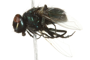  ( - 10BBCDIP-2018)  @13 [ ] CreativeCommons - Attribution (2010) CBG Photography Group Centre for Biodiversity Genomics