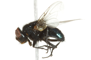  ( - 10BBCDIP-2026)  @13 [ ] CreativeCommons - Attribution (2010) CBG Photography Group Centre for Biodiversity Genomics